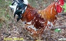 Ayam Jantan Bahasa Inggrisnya Apa Ya